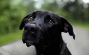 black dog
